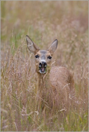 <p>SRNEC OBECNÝ (Capreolus capreolus) Šluknovsko - okolí Rumburku /European roe deer - Reh/</p>